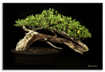 Bonsai Gallery Image