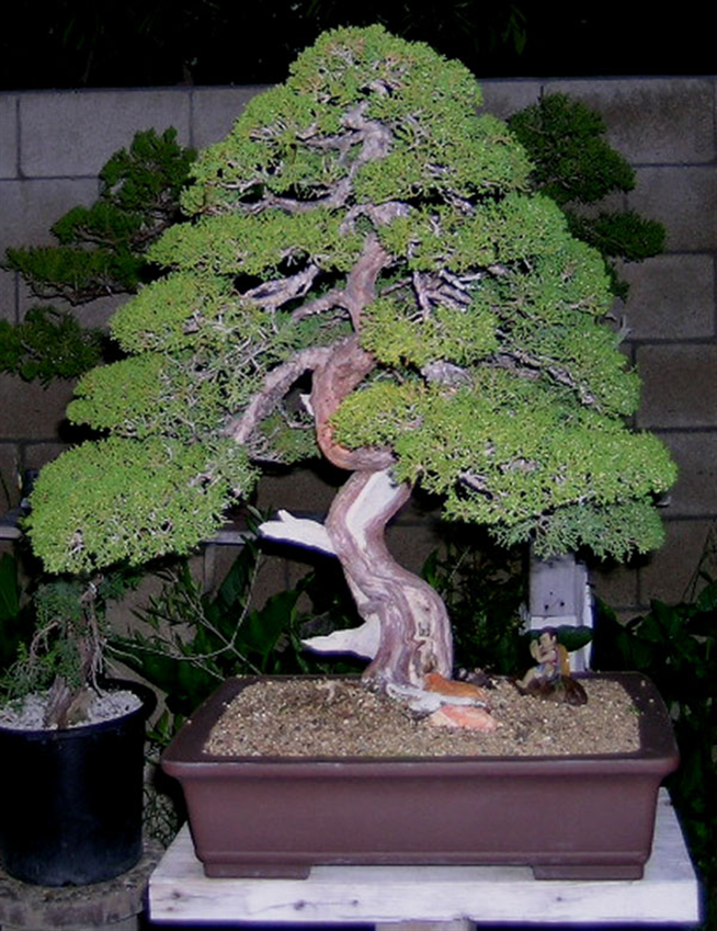 Shimpaku juniper