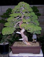 Shimpaku juniper