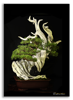 Bonsai Gallery Image